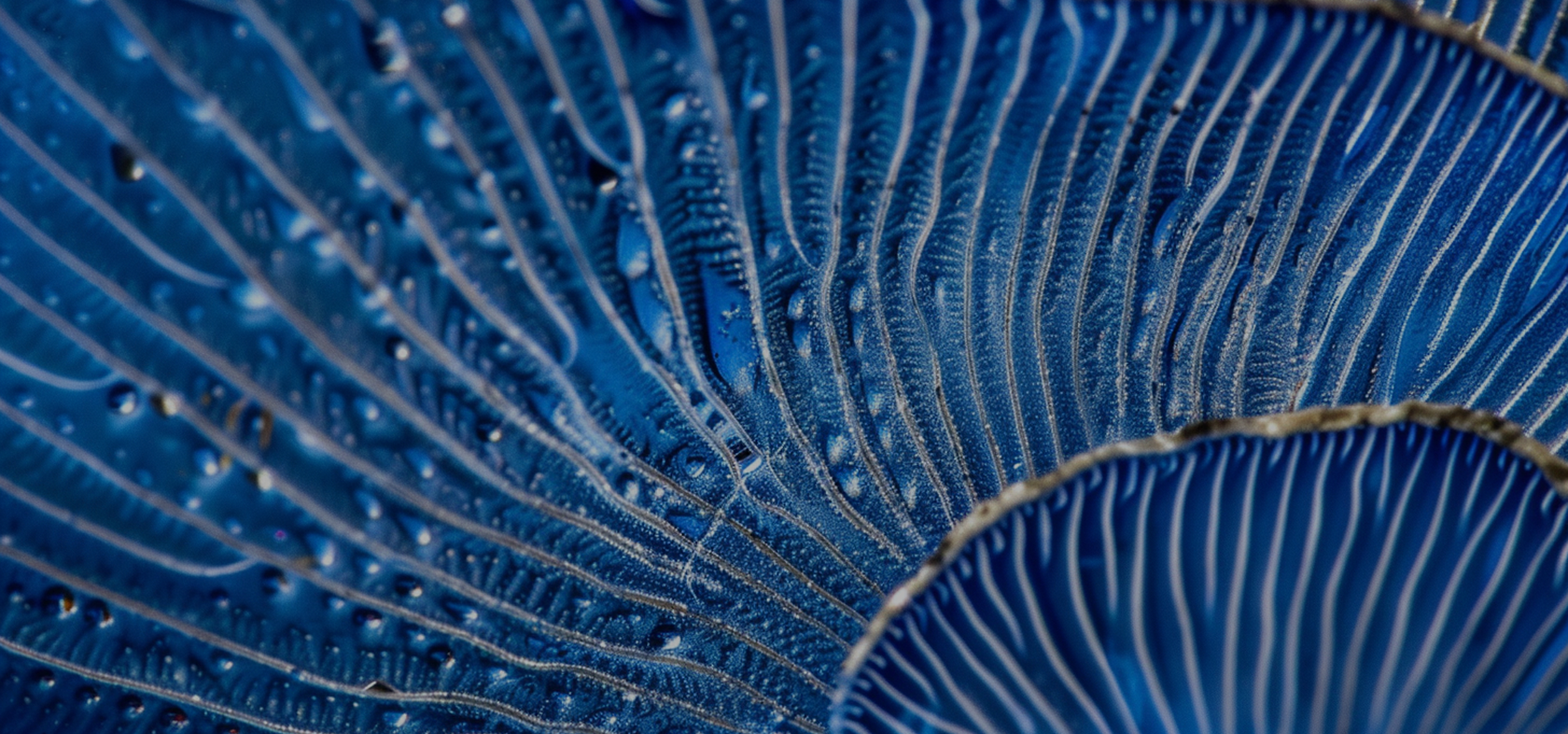 Preclinical R&D strategy