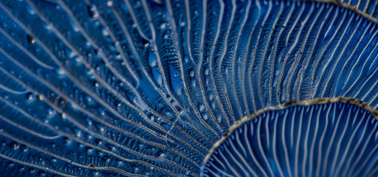 Image_Preclinical R&D Strategy