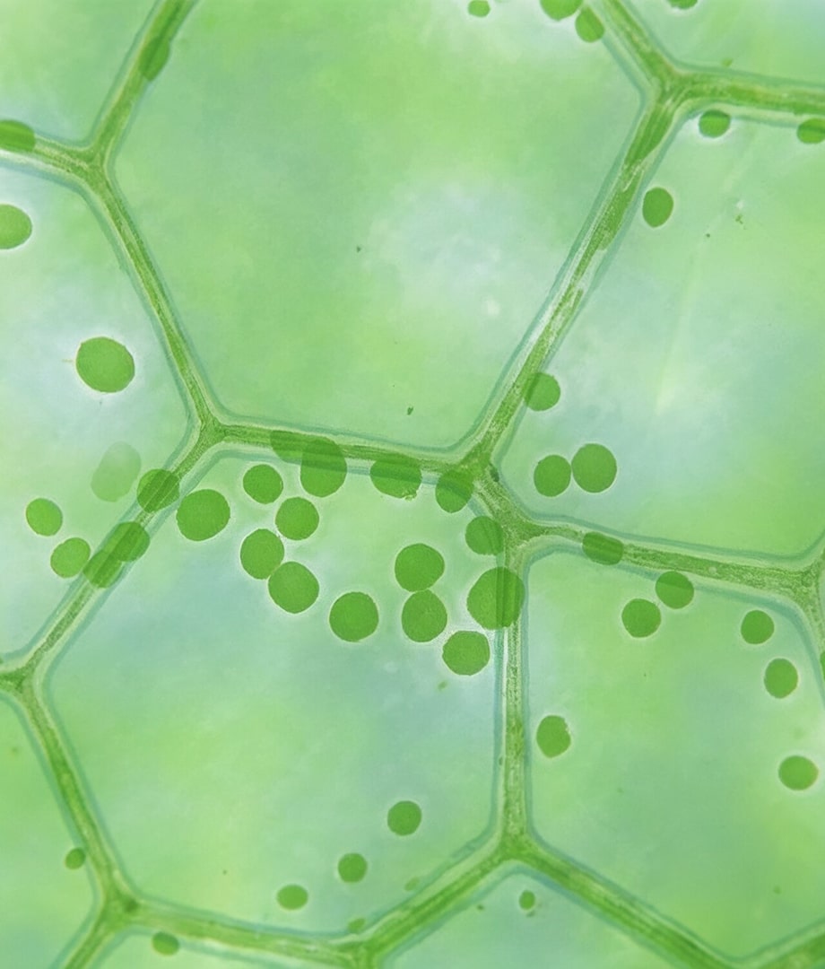 Preclinical R&D Strategy